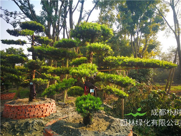 2020年成都市罗汉松价格趋势是怎么样的？